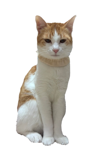 飼い猫のMonica